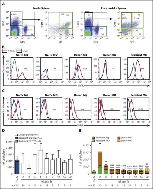 Figure 2. Characterization of Mφs and monocytes in spleens of naive and 2 week posttransplant MacGreen mice. (A) Representative flow cytometry analysis (n = 5-13) of naive (no-Tx) and 2 week posttransplant MacGreen splenocytes demonstrating extended characterization of gated Mφ and monocyte populations as summarized in Table 1. Specifically, monocyte-Mφs were first enriched by gating F4/80+Ly6Gneg cells (gate i) and further subdivided into VCAM-1+GFP+ naive/recipient Mφs (gate iii and ix), VCAM-1negGFP+ naive/recipient monocytes (gate iv or x), VCAM-1+GFPneg donor Mφs (gate vii), and VCAM-1negGFPneg donor monocytes (gate viii). Granulocytes were gated as F4/80negLy6G+ cells (gate ii or vi). B and C) Representative histograms for MerTK (B) and CD169 (C) for all populations of interest as indicated by histogram titles. Antibody expression is shown as red lines, and appropriate isotype staining is shown as blue lines. (D) Number of recipient (blue bars) and donor (white bars) granulocytes per spleen across the transplantation time course. (E) Total number of recipient (dark green bars) and donor (brown bars) Mφ, recipient (light green bars) and donor (yellow bars) monocytes per spleen across the transplantation time course. Data are presented as mean ± SD. Statistical analysis of recipient Mφs was performed using 1-way ANOVA Tukey’s multiple comparison test. In panel E, asterisks and crosshatches indicate significant differences in recipient Mφ number compared with 2 and 3 weeks posttransplant, respectively (##P < .01 and ****/####P < .0001). Data represent 5 to 13 samples per time point. Flow cytometry plots and histograms as well as associated gated cell percent frequencies are from a representative animal, and the percentage of positive cells is based on the preceding parent populations. Data are representative of 5 to 13 individual animal samples per time point from either 1 (weeks 3 and 32), 2 (week 5), or 3 (all other time points) biological replicate experiments. 300 000 events were collected from each experiment sample by flow cytometry.