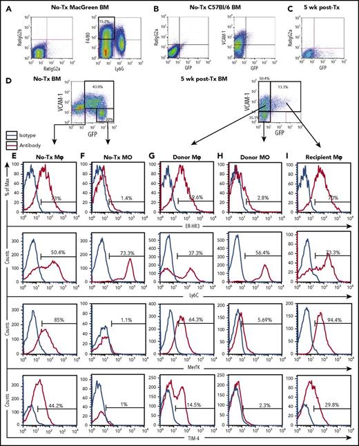 Figure 3. Extended flow cytometry characterization of Mφs and monocytes in the BM of naive and 5 week posttransplant MacGreen mice. Representative flow cytometry analysis of BM myeloid populations, extending data provided in Figure 1. (A) Naive (no-Tx) MacGreen BM stained with anti-F4/80 and anti-Ly6G antibodies (right plot) demonstrating specificity of staining and gating of F4/80+Ly6Gneg monocyte-Mφ–enriched cells. (B) Naive C57BL/6 BM stained with appropriate isotype control (left plot) or anti-VCAM-1 antibody (right plot) demonstrating specificity of staining and lower limit of detection for GFP transgene expression. (C-I) Representative flow cytometry analysis (n = 3-13) of BM from no transplant and 5 weeks posttransplant MacGreen mice demonstrating isotype control staining in 5 weeks posttransplant BM (C), VCAM-1 and GFP staining in no-Tx and 5 weeks posttransplant (D), and extended ER-HR3, Ly6C, MerTK, and TIM-4 expression in no-transplant Mφs (E), no-transplant monocyte (F) , donor Mφ (G), donor monocyte (H), and recipient Mφ (I) populations as summarized in Table 1. The histograms show antibody staining (red lines) compared with appropriate isotype staining (blue lines). Flow cytometry plots and histograms as well as associated gated cell percent frequencies are from a representative animal, and the percentage of positive cells is based on the preceding parent populations. Data were collected from a single experiment with n = 3 mice, and 300 000 events were collected by flow cytometry.