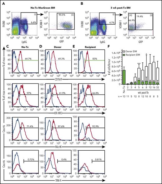 Figure 4. Recipient EIMs persist and expand after transplantation. (A-E) Representative flow cytometry of EIMs in naive (no-Tx) and posttransplant (5 weeks) MacGreen BM. (A and B) F4/80+Ly6G+ EIMs (gate i) were further segregated into naive and posttransplant recipient VCAM-1+GFP+ cells (gate ii) or posttransplant donor VCAM-1+GFPneg cells (gate iii). (C-E) Representative flow histograms showing CD169, ER-HR3, MerTK, and TIM-4 expression in no-transplant (C), donor (D), and recipient (E) EIMs. Isotype control staining is represented by the blue line, and specific staining represented as the red line. (F) Total number of recipient (green bars) and donor EIMs (white bars) per femur across the transplantation time course (n = 5-13 mice/time point). Data are presented as mean ± SD. Statistical analysis was performed using a 1-way ANOVA Tukey’s multiple comparison test on recipient EIMs in transplanted groups, where asterisks indicate significant differences when compared with 2 weeks posttransplant (*P < .05 and *** P < .001). Flow cytometry plots and histograms as well as associated gated cell percent frequencies are from a representative animal, and the percentage of positive cells is based on the preceding parent populations. Data are representative of 5 to 13 individual animal samples per time point from either 1 (weeks 3 and 32), 2 (week 5), or 3 (all other time points) biological replicate experiments. 300 000 events were collected from each experiment sample by flow cytometry.