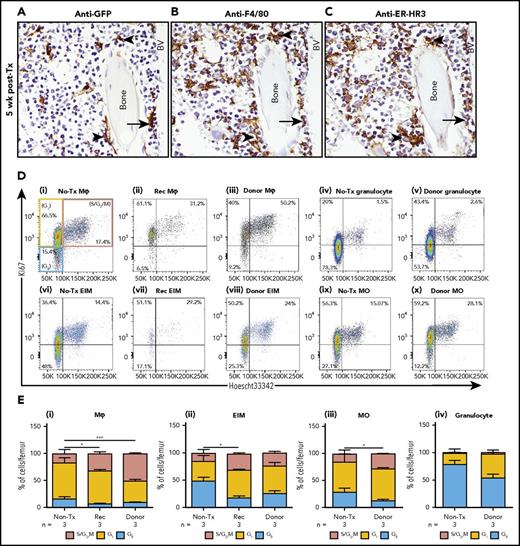 Figure 5. Resilient recipient Mφs are located within perivascular and endosteal regions of the BM and proliferate autonomously after irradiation and transplantation. (A-C) Representative immunohistochemistry staining using anti-GFP (A), anti-F4/80 (B), and anti-ER-HR3 antibodies (C) in serial femoral BM sections from 5 week posttransplant recipient MacGreen mice. GFP+ recipient Mφs expressing F4/80 and ER-HR3 in HSC-enriched endosteal (arrowheads) and perivascular (arrows) regions (A-C, original magnification ×60). All sections were counterstained with hematoxylin (blue). (D) Representative flow cytometry analysis of BM myeloid populations gated as per Table 1 showing cell cycle gating using Ki67 and Hoechst 33342 (Ho) staining. Ki-67negHolow cells (blue gate) represent cells in G0 phase, Ki-67+Holow cells (yellow gate) are in G1 phase, and Ki-67+Ho+ cells (pink gate) are in S/G2/M phase of the cell cycle. Representative dot plots show naive (no-Tx) MacGreen Mφs (i), 4 week posttransplant recipient (Rec Mφs; ii) and donor Mφs (iii), no-Tx MacGreen granulocytes (iv), 4 week posttransplant donor granulocytes (v), no-Tx MacGreen EIMs (vi), 4 week posttransplant Rec (vii) and donor (viii) EIMs, no-Tx MacGreen monocytes (ix), and 4 week posttransplant donor monocytes (x). (E) Percentage of no-Tx MacGreen, 4 week posttransplant recipient (Rec) and donor (donor) BM resident Mφs (i), EIMs (ii), monocytes (iii), and granulocytes (iv) in phase G0 (blue bar), G1 (yellow bars), or S/G2/M (pink bars). Data represent mean ± SD of n = 3 mice. Flow cytometry plots and histograms are from a representative animal, and the percentage of positive cells is based on the proceeding parent population. Statistical analysis was performed using 1-way ANOVA and a Tukey’s multiple comparison test on S/G1/M phase, where asterisks indicate significant differences from nontransplanted mice (*P < .05 and ***P < .001). Data were collected from a single experiment with 3 animals per group, and 300 000 events were collected by flow cytometry.