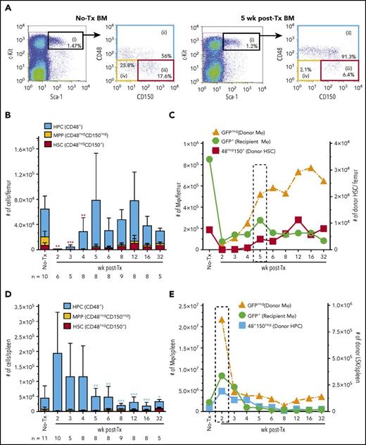 Figure 6. Autonomous repopulation of recipient BM Mφs synchronizes with BM engraftment of phenotypic donor HSCs. (A) Representative flow cytometry analysis of naive (no-Tx) and 5 week posttransplant MacGreen recipient BM. LSK cells (black, gate i) consist of CD48+ HPCs (blue, gate ii), CD48negCD150neg MPP (yellow, gate iv), and CD48negCD150+ HSCs (red, gate iii). (B) Enumeration of total number of HPCs (blue bars), MPPs (yellow bars), and HSCs (red bars) in the BM (n = 5-12 mice/time point). Data are presented as mean ± SD. Statistical analysis used a 1-way ANOVA Tukey’s multiple comparison test on donor HSCs (red bars) in transplanted groups, and asterisks represent significant differences in HSC numbers compared with 12 weeks posttransplant. (C) Overlay of results from Figure 1F-G with Figure 6B to align recovery kinetics of posttransplant Mφ numbers (#, left y-axis) with donor HSC numbers (right y-axis) in the BM. Dotted boxed area indicates recipient Mφ population number peak. (D) Enumeration of total number of HPCs (blue bars), MPPs (yellow bars), and HSCs (red bars) in the spleen. Data are presented as mean ± SD. Statistical analysis used a 1-way ANOVA Tukey’s multiple comparison test on donor HPCs (blue bars) in transplanted groups, and asterisks represent significant differences in HPC numbers compared with 2 weeks posttransplant. (E) Overlay of results from Figure 2E with panel D to align recovery kinetics of posttransplant Mφ numbers (#, left y-axis) with donor HPC numbers (right y-axis) in spleen. Dotted boxed area indicates recipient Mφ population number peak. Significance values are designated as *P < .05, **P < .01, and ***P < .001. Flow cytometry plots and histograms are from a representative animal, and the percentage of positive cells is based on the proceeding parent populations. Data are representative of 5 to 13 individual animal samples per time point from either 1 (week 3 and 32), 2 (week 5), or 3 (all other time points) biological replicate experiments. 1 × 106 events were collected from each experiment sample by flow cytometry.