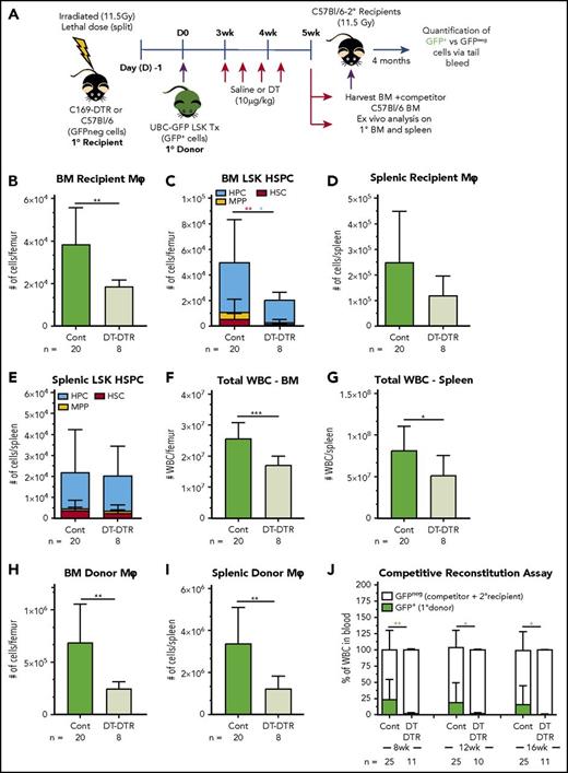 Figure 7. Depletion of recipient CD169+ Mφs reduces engraftment of donor HSCs posttransplantation. (A) Schematic of the transplantation model using lethally irradiated CD169-DTR or C57BL/6 primary (1°) recipients and congenic UBC-GFP LSK cells as the 1° donor graft. BM from 1° recipients was collected at 5 weeks posttransplant, mixed with C57BL/6 competitor BM cells, and transplanted into secondary (2°) lethally irradiated C57BL/6 recipients. (B-F) As no significant differences were observed in any of the outcome measures between saline-treated CD169-DTR and DT-treated C57BL/6 1° recipient mice, these groups were pooled as the control (Cont). (B) Number of recipient resident Mφs in the BM of 1° recipients at 5 weeks posttransplant. (C) Number of 1° donor HPCs (blue bars), MPPs (yellow bars), and HSCs (red bars) in the BM of 1° recipients at 5 weeks posttransplant. (D) Number of recipient resident Mφs in spleen of 1° recipients at 5 weeks posttransplant. (E) Number of 1° donor HPCs (blue bars), MPPs (yellow bars), and HSCs (red bars) in the spleen of 1° recipients at 5 weeks posttransplant. (F-G) Number of leukocytes (total white blood cells) in the BM (F) and spleen (G) of 1° recipients at 5 weeks posttransplant. (H and I) Number of donor Mφ in BM (H) or spleen (I) of 1° recipients at 5 weeks posttransplant. Data are presented as mean ± SD (n = 8-20 1° recipients/group). (J) Blood GFP+ chimerism of 2° recipients (n = 10-25 mice/group) Statistical analysis was performed using unpaired Student t test, with colored asterisks matching relevant cell populations where appropriate (*P < .05 and **P < .01). Data were pooled from 3 independent biological replicate experiments, and 300 000 events were collected by flow cytometer to analyze myeloid population; 1 × 106 events were collected to analyze LSK populations, and 100 000 events were collected to analyze tail bleeds. ***P = .0002. WBC, white blood cell.