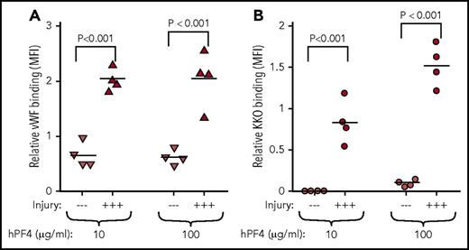 Figure 6. Endothelial activation enhances PF4 binding. HUVECs lining microfluidic wells were injured with hematoporphyrin and perfused with PF4null murine blood supplemented with 10 or 100 µg/mL of hPF4 as indicated. (A) VWF exposure on the surface of endothelial cells showing the effects of the photochemical injury using binding of a labeled anti-VWF antibody. —, no injury; +++, photochemical injury. N = 4 separate experiments, each performed in duplicate; each experimental result is shown as well as the mean. P values were determined using analysis of variance comparing MFI of injured with noninjured endothelium. (B) Same as panel A, but for PF4 binding to endothelial cells detected by labeled KKO.