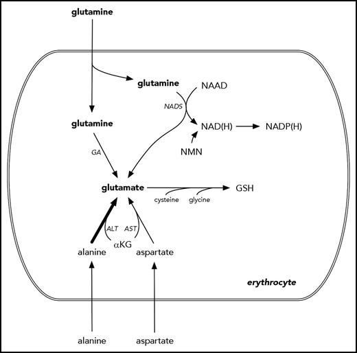 Figure 1. A hematologist’s narrow view of glutamine and glutamate metabolism. Glutamine is transported across the erythrocyte membrane, where it can support the synthesis of NAD(H), NADP(H), GSH, and glutamate. However, these can also be synthesized in pathways that do not require glutamine as a proximal precursor. For example, the majority of erythrocyte glutamate appears to derive from alanine via ALT.10 NAD(P) also derives from nicotinamide mononucleotide. NADP(H) and GSH are used by the erythrocyte to counter oxidative injury. Several intermediate steps are omitted for clarity. αKG, α-ketoglutarate; ALT, alanine aminotransferase; AST, aspartate aminotransferase; GA, glutamine aminohydrolase; NAAD, nicotinic acid adenine dinucleotide; NAD(H), reduced nicotinamide adenine dinucleotide; NADP(H), reduced nicotinamide adenine dinucleotide phosphate; NADS, nicotinamide adenine dinucleotide synthase; NMN, nicotinamide mononucleotide.