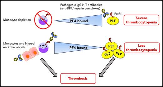 Dynamic intercellular PF4 redistribution may modulate thrombocytopenia and thrombosis immune responses in HIT. When monocytes are depleted, platelets bind more PF4, which results in severe HIT immunoglobulin G (IgG) antibody (with specificity for PF4/heparin complexes) -mediated thrombocytopenia. The amount of PF4 bound per platelet varies inversely with the WBC:platelet ratio, predominantly due to monocytes, which have a strong binding affinity for PF4. HIT antibodies potently promote prothrombotic pathways via triggering of monocyte FcγRIIA. PF4 also translocates effectively from platelets toward to the injured/inflamed endothelium that may also promote prothrombotic processes in HIT. Shuttling of PF4 from platelets toward monocytes (and perhaps endothelial cells) mitigates the degree of thrombocytopenia. Consequently, more platelets may be available in circulation for contributing to the development of thrombosis. Note: HIT antibodies also target platelet FcγRIIA, activating platelets and stimulating the release of procoagulant microparticles, which can also contribute to thrombosis. This is not depicted in the figure for simplicity. PLT, platelet.