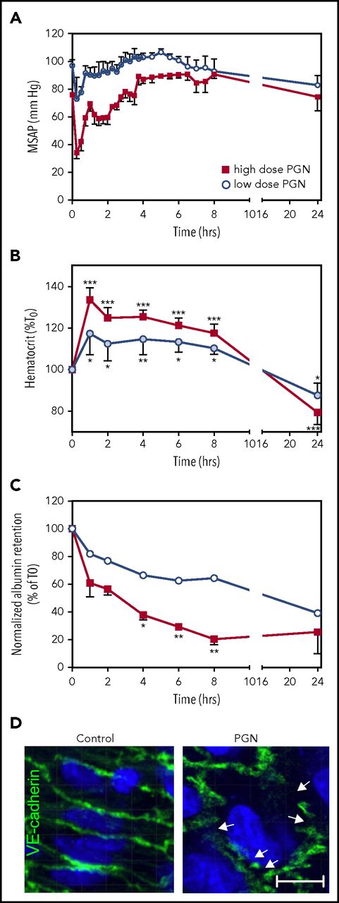 Figure 3. PGN challenge affects vascular permeability in baboons. Time-course dynamics of mean systemic arterial pressure (MSAP; A) and normalized hematocrit (B) in baboons challenged with different doses of PGN as described in Figure 1. Statistical analysis and data representation are consistent with Figure 1. Not represented, MSAP changes in high-dose PGN challenge significantly deviated from T0 throughout the first 2 hours (P ≤ .05) whereas only the T+0.25 h in low-dose challenged primates reached significance threshold. (C) Vascular clearance of a fluorescent-albumin tracer was evaluated in a subset of animals (high-dose challenge, n = 4; low-dose challenge, n = 2). Data are represented as mean ± SEM. Multiple comparisons were performed by 2-way repeated measures ANOVA followed by the Holm-Sidak post hoc test. PGN dose significantly affected the clearance rates and accounted for 20.45% of the total variance observed (P = .0035). Paired time-point differences above significance threshold between the 2 PGN groups are represented (*P < .05, **P < .01). (D) En face immunofluorescence microscopy of arterial endothelial junctions revealed by VE-cadherin staining (green) in the presence of 4′,6-diamidino-2-phenylindole (DAPI) nuclear counterstain. Micrographs from the time-paired (2 hours) early-euthanized high-dose challenged baboon (right) and a saline-infused historical control (left) are shown. Discontinued VE-cadherin staining (arrows) indicative of disorganized adherent junctions and endothelial cell contraction were observed in the PGN-challenged baboon only. Confocal images were captured on a Nikon Eclipse TE2000-U inverted microscope equipped with a Nikon C1 scanning head. Images were acquired and processed using EZ-C1 software (v 3.80; Nikon, Melville NY). Scale bar represents 20 µm.