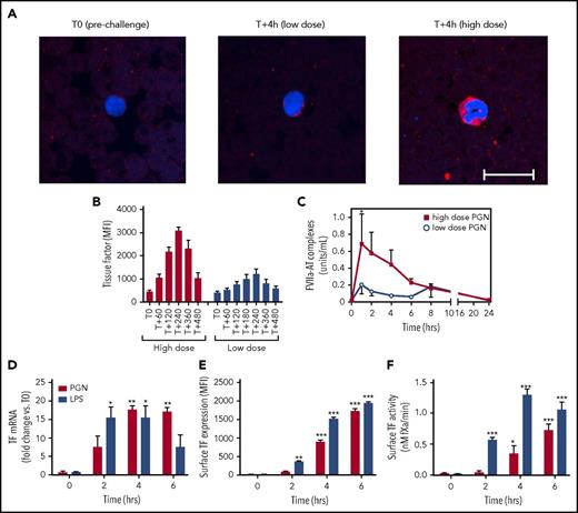 Figure 4. PGN induces monocyte TF expression and extrinsic pathway activation in vivo and in vitro. (A-C) PGN challenge induces monocyte TF expression in vivo and priming of the extrinsic tenase protease. (A) Serial blood smears were methanol fixed, stained overnight at 4°C with biotinylated HTF-1 monoclonal anti-human TF, followed by detection with Cy3-labeled streptavidin (Jackson ImmunoResearch, West Grove, PA). Monocytes were identified morphologically. Confocal images were acquired on a Nikon Eclipse TE2000-U inverted microscope equipped with a Nikon C1 scanning head using EZ-C1 software. Representative micrographs of TF immunostaining in time-paired PGN-challenged baboons are shown (scale bar represents 20 µm). TF staining is stronger in high-dose challenged baboons (right panel) as opposed to low-dose challenge (middle panel). For comparison, no monocyte TF staining is observed on blood smears processed before the high-dose PGN challenge (left panel). (B) Time-course quantitation of TF immunostaining on serial blood smears depicted in panel A. Monocyte TF staining was quantified in at least 5 individual fields from each time point. (C) Time-course evaluation of FVIIa-AT complexes, as a marker of in vivo FVII activation, in PGN-challenged primates. Statistical analysis and representation are consistent with Figure 1. (D-F) PGN stimulation induces de novo TF expression in primary human monocytes in vitro. Time-course analysis of TF mRNA (D), surface antigen levels (E), and TF procoagulant activity (F) on monocytes stimulated with either 10 µg/mL PGN or 1 µg/mL LPS. Data are represented as mean ± SEM from 3 experiments using independent donors. Multiple comparisons were performed by 2-way repeated measures ANOVA followed by Holm-Sidak post hoc test and statistically significant changes from unstimulated (T0) controls are depicted: *P < .05; ** P < .01; ***P < .001.
