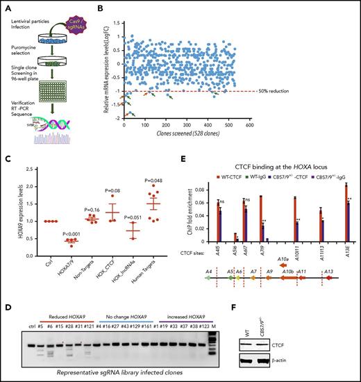 Figure 2. Pooled CRISPR-Cas9–KO library screening identified a CBS7/9 boundary critical for posterior HOXA expression in AML cells. (A) Schematic diagram representing the pooled CRISPR-Cas9–KO library screening of the entire 4 HOX gene loci for CTCF boundary function in MLL-AF9–rearranged MOLM13 AML cells. (B) One-step RT-droplet digital PCR screening of HOXA9 expression in single clones infected with lentivirus containing the sgRNA library. Shown is the screening of 528 sgRNA library–infected clones for HOXA9 expression levels. (C) RT-droplet digital PCR analysis of HOXA9 levels in WT MOLM13 cells and the 21 clones containing single targeted sgRNA. HOXA9 expression data were grouped into 5 groups in accordance with the categories of sgRNA sequences: HOXA7/9 CTCF site, nonhuman targets, other CTCF sites in the HOX loci, HOX-associated lincRNAs, and other human targets. (D) The SURVEYOR nuclease assays of mutations occurred in the CBS7/9 site from the representative clones that exhibited reduced (red line), unchanged (blue line), or increased (purple line) levels of HOXA9 expression. The HOXA9-decreased clones 5, 6, 28, and 121 exhibited mutations in the CBS7/9 boundary. (E) ChIP analysis of CTCF binding across the HOXA locus in MOLM13 cells compared with the WT control and the CBS7/9+/− clone. Data are mean ± SD from 3 or 4 independent experiments. (F) Western blot analysis of CTCF protein levels compared with the WT control and the CBS7/9+/− MOLM13 clone. *P < .05, **P < .01, Student t test. ns, not significant.