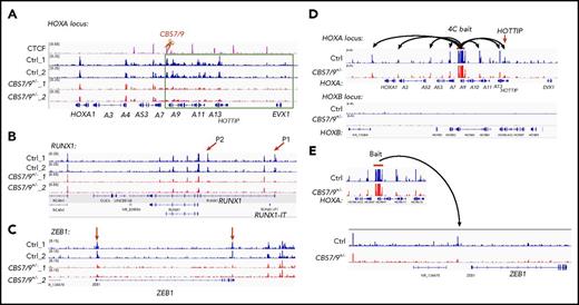 Figure 4. CBS7/9+/− alters enhancer/promoter accessibility and interactome in the HOXA locus. (A-C) ATAC-seq analysis of the alteration in chromatin accessibility upon the heterozygous deletion of the CBS7/9 boundary site in MOLM13 cells. Shown are altered chromatin accessibility in the HOXA (A), RUNX1 (B), and ZEB1 (C) loci compared with the WT control and the CBS7/9+/− clone. (D) Long-range chromatin interactions from HOXA9 gene, as determined by 4C-seq analysis, compared with WT and CBS7/9+/− MOLM13 cells. The red arrow indicates that HOTTIP interacts with HOXA9 in WT cells, and the interaction is reduced in CBS7/9+/− cells. (E) Changed interaction between the HOXA9 and ZEB1 genes, as determined by 4C-seq analysis, compared with WT and CBS7/9+/− MOLM13 cells.