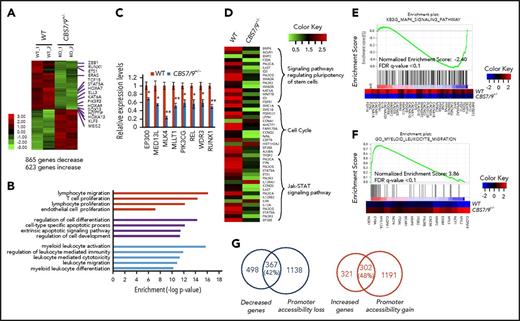 Figure 6. Dysregulation of CBS7/9 boundary perturbs myeloid oncogenic transcription programs. (A) Heat map of RNA-seq analysis shows upregulated and downregulated genes upon heterozygous deletion of CBS7/9 in MOLM13 cells. (B) The CBS7/9 boundary–regulated genes were analyzed and annotated by Gene Ontology analysis. (C) qRT-PCR analysis and confirmation of representative downregulated genes identified in the RNA-seq analysis. (D) Heat map analysis of the affected pathways critical for HS/PC function upon heterozygous deletion of CBS7/9 in MOLM13 cells. (E) Enrichment of downregulated target genes involved in the MAPK signaling pathway in CBS7/9+/− cells compared with WT control, as shown by GSEA. (F) Enrichment of upregulated target genes involved in the pathway important for myeloid and leukocyte migration and differentiation in CBS7/9+/− cells compared with WT control, as shown by GSEA. (G) Overlap between downregulated (left) and upregulated (right) genes by RNA-seq analysis, and global decreases (left) and increases (right) in promoter chromatin accessibility by ATAC-seq analysis.