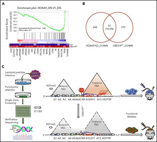 Figure 7. CTCF boundary regulates HOXA locus chromatin structure and gene expression. (A) Enrichment of downregulated genes involved in the HOXA9 regulatory pathway in CBS7/9+/− MOLM13 cells compared with WT control, as shown by GSEA. (B) Overlap between downregulated genes, as determined by comparing RNA-seq data obtained from CBS7/9+/− cells and the HOXA9-KD gene expression data set (accession number GSE13714). (C) A model depicts that the CBS7/9 chromatin boundary defines an aberrant posterior HOXA chromatin domain and coordinates oncogenic transcription programs for leukemic transformation and invasion.