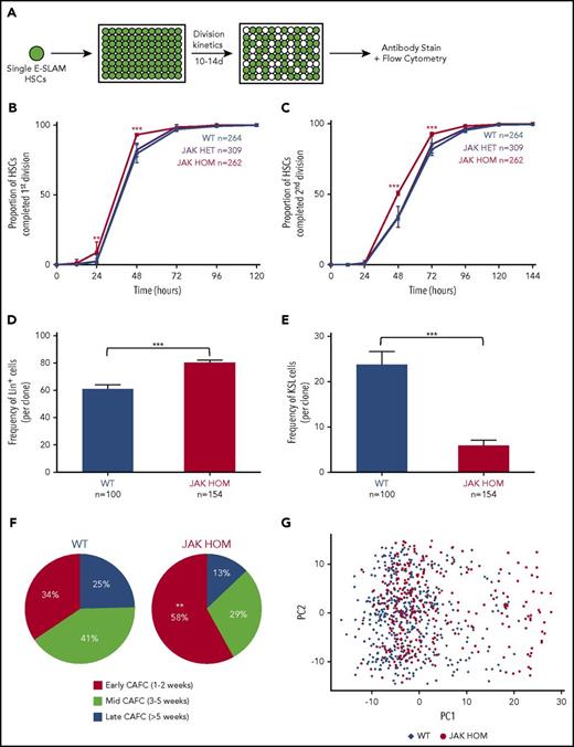 Figure 1. JAK2V617F induces increased proliferation and differentiation in single HSC-derived clones. (A) Schematic of single-cell in vitro cultures. Single CD45+EPCR+CD48−CD150+ (E-SLAM) cells were sorted into individual wells; cultured for 10 to 14 days in STEMSPAN with 10% FCS, 300 ng/mL SCF, and 20 ng/mL interleukin 11; and assessed for proliferation, cell cycle kinetics, and differentiation. (B-C) Daily cell counts revealed that JAK2V617F homozygous HSCs (red line) display faster cell cycle kinetics, as indicated by a shorter time to first and second division, P < .0001 at 48 hours (3 independent experiments). (D-E) Homozygous JAK2V617F HSCs (red bars) give rise to an increased number of differentiated cells (positive for Gr1+/Mac1+; Lin+; P ≤ .0001) and a reduced number of stem/progenitor cells (Gr1−, Mac1−, c-Kit+, Sca1+, LSK; P < .0001). WT, n = 100; JAK HET, n = 189; JAK HOM, n = 154 (3 independent experiments). (F) Compared with WT HSCs, JAK HOM HSCs have increased early-forming CAFCs (P = .0086). WT, n = 61; JAK HOM, n = 62 (2 independent experiments). Asterisks indicate significant differences by Student t test for D+E, and by χ-squared for B, C, and F (*P < .05; **P < .01; ***P < .001). Data are shown as mean ± SEM. (G) Principal component (PC) analysis of all HSCs calculated from the 39 genes analyzed. PC1 and PC2 account JAK2V617F HSCs are indicated by red circles, and WT HSCs are indicated by blue diamonds. A cluster of cells on the right hand side of the graph is enriched for JAK2V617F HOM HSCs and have reduced expression of several important hematopoietic genes (Meis1, Smarcc2, Bmi1, Pbx1, Sfpi1, Runx1, Hoxb4, Myb, Lmo2). Axes are in arbitrary units. WT, n = 465; JAK HOM, n = 277.