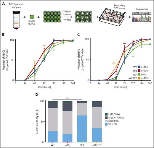 Figure 3. JAK2 V617F-mutant patient HSCs proliferate faster than TET2 single-mutant and nonmutant cells. (A) Schematic of experimental design. Single Lin−CD34+CD38−CD90+CD45RA− cells were sorted from MPN patient peripheral blood samples (n = 12; 3 essential thrombocythemia, 5 polycythemia vera, 4 secondary myelofibrosis) into 96-well plates, and cell counts were performed daily for 10 days. On days 9 to 10, clones were harvested and plated in a colony-forming cell assay, and the colonies produced were harvested for genotyping. Several patient assays were originally performed for a previous study46 and were pooled together with newly generated data. (B-C) Human HSCs with a TET mutation alone (n = 2 patients, green line) have similar divisional kinetics to nonmutant HSCs (blue line), whereas cells with a JAK2 V617F mutation alone (n = 10 patients, red line) or both mutations (orange lines) had a reduced time to first (B) and second (C) divisions (higher proportion completed division at 72 hours; JAK, P < .01; JAK TET, P < .001). WT, n = 114; JAK, n = 108; TET, n = 40; JAK TET, n = 183. Patients with genotyped colonies: WT, n = 11; TET alone n = 2; JAK alone, n = 11; JAK TET together, n = 8. (D) Compared with WT cells, cells with TET mutations gave rise to a higher proportion of very small clones (<50 cells; P < .0001). WT, n = 114; JAK, n = 108; TET, n = 40; JAK TET, n = 183.