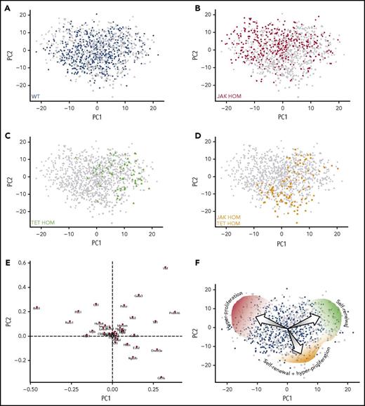 Figure 5. Single-cell gene expression profiling reveals distinct molecular clusters of single and double-mutant HSCs with altered self-renewal and proliferation. Cells from all 4 genotypes were assessed by single-cell multiplexed quantitative polymerase chain reaction; each PCA plot displays all single cells analyzed (with 1 population highlighted in each plot). (A-D) PCA displays on a single plot, HSCs from WT (n = 561, blue circles), JAK HOM (n = 376, red circles), TET HOM (n = 73, green circles), and JAK HOM TET HOM (n = 99, orange circles). Notably, WT cells are present across the entire molecular landscape, whereas single- and double-mutant HSCs are enriched in specific regions. (E) Loadings plot for PCA, indicating the key defining molecular features of each region, with the distance from the center indicating the negative correlation with a cell type (eg, cells in the top right lack Vwf). (F) Illustration depicting the different cell characteristics associated with each region of the molecular landscape.