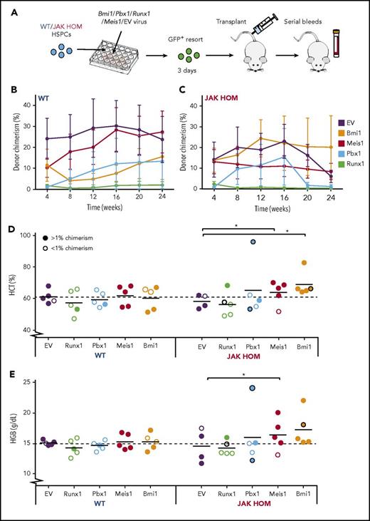 Figure 6. Overexpression of Bmi1, Meis1, and Pbx1 in JAK2-mutant HSCs enhance MPN-like phenotype in vivo. (A) Schematic of candidate gene overexpression transplants. Bulk CD45+Lin−CD48−CD150+ (HSPC) cells (300-800 per mouse) were sorted from WT and JAK HOM mice and infected with lentivirus carrying no gene (empty vector) or lentivirus carrying genes to overexpress Bmi1, Pbx1, Runx1, or Meis1 (2 independent experiments). Three days after infection, GFP+ cells (300-2000) were isolated and transplanted into recipient mice. Serial analysis of peripheral blood was performed to assess chimerism (B-C, n = 4-5 recipients) and blood cell parameters (D-E). Hematocrit (Hct) and hemoglobin (Hgb) at 20 weeks posttransplantation for JAK HOM cells overexpressing each gene compared with WT cells transduced with the same construct (D-E). Successfully repopulated JAK HOM cells overexpressing either of Meis1 or Bmi1 display an erythrocytic phenotype compared with JAK HOM cells transduced with the empty vector. *P < .05. A dark circle indicates a mouse that died before the 20-week point (unrelated to transplantation in the mouse receiving Runx1-transduced cells or the mouse receiving nonrepopulating Pbx1-transduced cells).