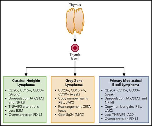Figure 1. Immunophenotype and common molecular alterations among thymic B-cell–derived lymphomas.