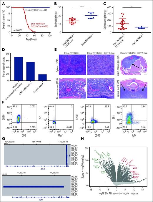Figure 1. Etv6-NTRK3/+;CD19-Cre mice develop rapid pre–B acute lymphoblastic leukemia. (A) Kaplan-Meier curve of Etv6-NTRK3/+;CD19-Cre mice (n = 27) compared with Etv6-NTRK3/+ controls (n = 28). (B) Body weight and (C) splenic weight for Etv6-NTRK3/+;CD19-Cre, and Etv6-NTRK3/+ mice. Error bars represent mean ± standard deviation. *P < .05, ****P < .0001 by Student t test. (D) Breakdown of disease signs in Etv6-NTRK3/+;CD19-Cre mice. (E) Tissues of Etv6-NTRK3/+;CD19-Cre mice showing infiltration of leukemic blasts into spleen and bone marrow with disruption of normal architecture by diffuse infiltration of leukemic cells (original magnification ×10; hematoxylin and eosin stain). Sagittal section of the brain showing masslike infiltration of blasts into the meninges, displacing the cortex (arrows). Transverse section of the spinal cord showing infiltration of leukemic blasts ventral to the vertebra, resulting in spinal cord compression (arrows). (F) Representative analysis of bone marrow of diseased animals gated on YFP+ cells by flow cytometry. (G) Microarray-based comparative genomic hybridization (aCGH) on 12 bone marrow or spleen samples from Etv6-NTRK3/+;CD19-Cre mice. A focal deletion at the 3′ end of Etv6 was identified in all samples, resulting from recombination at this locus. One case harbored a focal deletion of Ikzf1. (H) Transcriptome sequencing displaying up- and downregulated genes compared with normal pre–B cells.