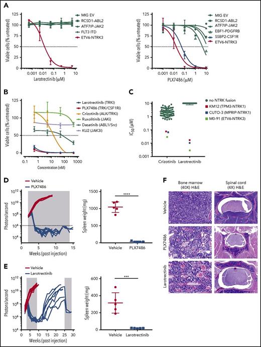 Figure 2. In vitro and in vivo sensitivity of ETV6-NTRK3 to TRK inhibition. (A) Ba/F3 cells and (B) bone marrow cells harvested from Etv6-NTRK3/+;CD19-Cre mice were incubated in increasing concentrations of drug. Cell viability was measured after 48 hours using CellTiter-Blue viability assay. (C) Seventy-nine human cell lines were incubated in crizotinib or larotrectinib, and cell viability was measured after 72 hours using a cell count microscopy cytotoxicity assay. NTRK fusion cell lines: M0-91 (ETV6-NTRK3, acute myeloid leukemia), CUTO-3 (MPRIP-NTRK1, lung cancer), and KM12 (TPM3-NTRK1, colorectal carcinoma). (D-E) NSG mice (n = 10 per group) were injected with primary leukemic cells. Upon engraftment (108 photons per second), mice were treated with vehicle, PLX7486 (provided as chow), or larotrectinib (200 mg/kg/d once daily gavage). Treatment length is indicated by the shaded area. Five mice from each group were sacrificed when vehicle-treated mice became moribund to evaluate leukemic infiltration. The remaining 5 mice treated with PLX7486 or larotrectinib were assessed for disease growth. Two mice from the larotrectinib-treated group with active disease were retreated at week 25 for 4 weeks. Splenic weights were recorded at the time of euthanasia. Error bars represent mean ± standard deviation. ***P < .001; ****P < .0001 by Student t test. (F) Representative slides of bone marrow showing restoration of normal architecture, hematopoiesis, and vasculature with PLX7486 or larotrectinib treatment (original magnification ×40; hematoxylin and eosin stain). Scale bar, 50 μm. Transverse section of the spinal cord showing infiltration of leukemic blasts in vehicle-treated mice, with clearance of leukemic blasts and restoration of normal architecture and vasculature with PLX7486 or larotrectinib treatment. Scale bar, 500 μm.