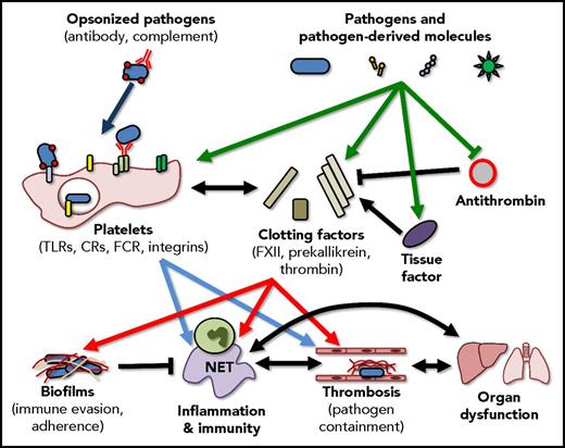 Interactions between pathogens, the immune system, and coagulation are multifaceted and overlapping. Ideally, pathogens and pathogen-derived molecules activate coagulation factors and platelets resulting in the enhancement of the host immune response and the generation of localized thrombi that limit pathogen dissemination. These responses, however, also have the capacity to trigger disseminated coagulopathies and the generation of biofilms, complex structures that shield the pathogen from the immune system, promote bacterial adhesion, and support the persistence of infection. Importantly, these pathways do not exist in isolation, activation of the immune response can further drive coagulation, and events such as thrombin generation can further potentiate the inflammatory response. CR, complement receptor; FCR, Fc receptor; NET, neutrophil extracellular trap.