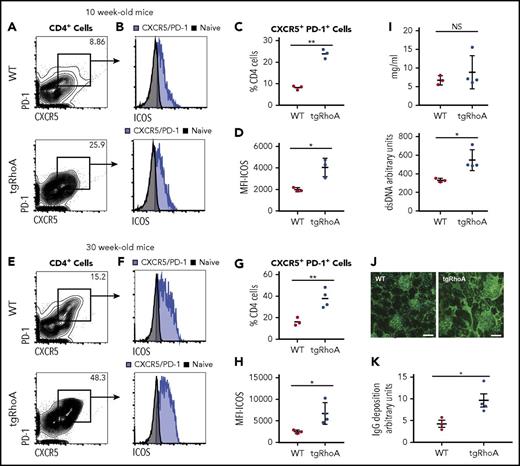 Figure 3. TgRhoA mice have increased TFH compartments. (A) Splenic CD4+ cell expression of CXCR5 and PD-1 in CD4 cells from 10-week-old WT vs tgRhoA littermates. (B) ICOS expression in CD4+CXCR5+PD-1+ from WT and tgRhoA littermates. Naive CD4 T cells in both plots are from WT mice. (C) Percentage of CD4+ cells that are CXCR5+PD-1+ (P = .0021). (D) ICOS mean fluorescence intensity among CD4+CXCR5+PD-1+ from both genotypes (P = .0472). (E-H) The same approaches in (A-D) applied to 30-week -old mice. P = .0093 for (G). P = .0397 for (H). (I) ELISA of serum IgG (top, P = NS) and double-stranded DNA (bottom, P = .0273) from 30-week-old mice. (J) Immunofluorescence of representative glomeruli from WT or tgRhoA mice. Mouse IgG, green (Alexa 488); DAPI, blue. Scale bar, 50 μM. (K) IgG deposition from WT or tgRhoA littermates was quantified from at least 7 different sections per mouse, and the mean IgG deposition per section is shown for WT and tgRhoA (4.26 vs 9.61; P = .0206). All P values from t test with Welch’s correction.