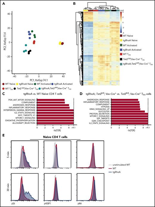 Figure 4. TgRhoA CD4 populations have transcriptional and biochemical evidence of mTORc1 pathway activation. (A) Principal component analysis of biological replicates of WT and tgRhoA CD4+ naive and activated populations compared with WT, Tet2-deleted (Tet2) and tgRhoA; Tet2fl/fl; Vav-Cre TFH-cell populations 6 days after immunization with NP40-Ova/Alum. (B) Unsupervised hierarchical clustering of the same populations based on top 1000 genes. (C) Top 10 signatures enriched in tgRhoA vs WT naive or (D) tgRhoA; Tet2fl/fl; Vav-Cre+ vs Tet2fl/fl; Vav-Cre+ TFH cells, using Hallmark GSEA gene sets. Gene sets are ranked by normalized enrichment score values. (E) Representative flow cytometric intracellular staining of phospho-S6 (pS6), phospho-4EBP1 (p4EBP1), and phospho-Akt (pAkt) in splenic WT or tgRhoA naive CD4 T cells after CD3 and CD28 cross-linking for the indicated durations. All histograms display frequency of events as percentage of cells within the population indicated.