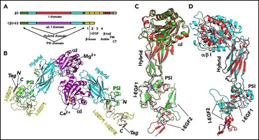 Figure 1. Overall structure of the single-chain chimeric β3 headpiece. (A) Diagram of the native and chimeric β3 (cβ3) constructs. The cβ3-E2 construct was truncated at the I-EGF2 domain. (B) The 2 copies of cβ3-E2 structure in the asymmetric unit. N-linked glycans are shown as sticks with green carbons, red oxygens, and blue nitrogens. Metal ions are shown as spheres. Disulfide bonds are blue sticks. (C) Structural alignment of the 2 cβ3-E2 molecules in the asymmetric unit. (D) Structural comparison of the extended cβ3-E2 structure (in red; disulfide bonds in blue) with the native β3 structure (PDB 3FCS; in cyan; disulfide bonds in yellow). The 2 structures were aligned on the hybrid domain.