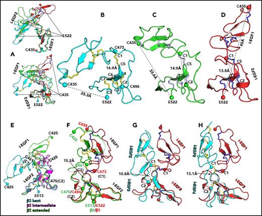 Figure 2. β3 integrin extension at the I-EGF1/I-EGF2 junction. (A) Structural superposition of the cβ3-E2 I-EGF1-2 domains on the I-EGF1 (upper) or the I-EGF2 (lower) domain of the bent native β3 structure (PDB 4G1M). (B-D) The 3 structures are shown separately after being superimposed on the I-EGF2 domains. The bent (B), intermediate (C), and extended (D) forms are shown in cyan, green, and red, respectively. Disulfide bonds are sticks. Residues of interest are shown as Cα spheres. The 8 cysteines of the I-EGF2 domain are numbered. (E) Structural superposition on the I-EGF2 of the bent (PDB code 4NEH), intermediate (PDB 2V26), and extended (PDB 2V28) I-EGF1-2 domains of β2 integrin. (F) Structural superposition on I-EGF2 of the extended I-EGF1-2 domains of β3 (red) and β2 (green) integrins. (G-H) Structural comparison of the extended β3 I-EGF1-2 (PDB 6BXB) with the β3 I-EGF2-3 (G; PDB 3FCS) or I-EGF3-4 (H; PDB 3FCS) domains. The I-EGF3 or I-EGF4 domain was superimposed onto the I-EGF2 domain.