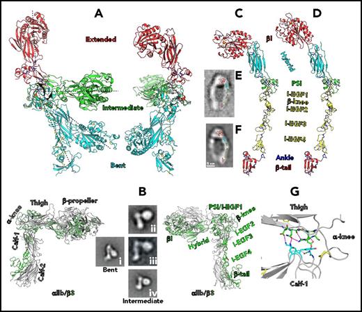 Figure 3. Extended structure of β3 integrin. (A) Two different views of the intermediate (green) and extended (red) cβ3-E2 structures superimposed on the I-EGF2 domain of the bent (cyan) native β3 structure (PDB 4G1M). (B) Intermediated (half-extended) conformation of αIIbβ3. The structure was built based on the intermediated conformation of I-EGF1-2 and shown in 2 views. The negative staining EM images shown are full-length αIIbβ3 (i),11 ectodomain of αVβ3 (ii),7 ectodomain of αIIbβ3 (iii),5 and full-length αIIbβ3 (iv).11 The images were not shown in the same scale. (C-D) Modeled extended β3 structure with closed (C) or open (D) headpiece. The model was generated by the superimposition of the extended cβ3-E2 structure onto the I-EGF2 domain of the native β3 structure first and then superimposition of the closed or open β3 headpiece structure onto the hybrid domain of the cβ3-E2 structure. (E-F) Overlay of the extended β3 structure with the EM image of extended αVβ37 with closed headpiece (E) or extended αIIbβ3 with open headpiece11 (F). (G) αIIb thigh/calf-1 interface at the bent conformation (PDB 3FCS). Interfacial residues are shown as sticks with green and cyan carbons for thigh and calf-1 domains, respectively. Hydrogen bonds are dashed in magenta. Disulfide bonds are yellow sticks. Panels Bi, Biv, and F reprinted from Eng et al11 with permission; panels Bii and E are reprinted from Takagi et al7 with permission; and panel Biii is reprinted from Zhu et al5 with permission.