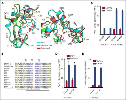 Figure 4. Structure of the β3 PSI domain. (A) Two different views of the superposition of the bent (PDB 3FCS), intermediate, and extended β3 structures on the PSI domain. Disulfide bonds, Pro33, and Leu33 are sticks. Selected cysteines are shown as Cα spheres. (B) Sequence alignment of a portion of the PSI domain containing the C26-C38 loop. Disulfide linkages are indicated. (C) Mn2+-stimulated binding of the ligand mimetic mAb PAC-1 to HEK293FT cells transfected with the indicated αIIb and β3 constructs. PAC-1 binding was performed in the presence of 1 mM of Ca2+/Mg2+ or 0.2 mM of Ca2+ plus 2 mM Mn2+. (D) Talin head (TH)–induced PAC-1 binding to HEK293FT cells transfected with the indicated αIIb and β3 constructs plus EGFP or EGFP-TH. PAC-1 binding was performed in the presence of 1 mM of Ca2+/Mg2+. (E) Mn2+-stimulated binding of fibronectin (Fn) to HEK293FT cells transfected with the indicated αV and β3 constructs. Fn binding was performed in the presence of 1 mM of Ca2+/Mg2+ or 0.2 mM of Ca2+ plus 2 mM of Mn2+. All the ligand binding results are presented as the mean fluorescence intensity (MFI) normalized to integrin expression. WT, wild type.