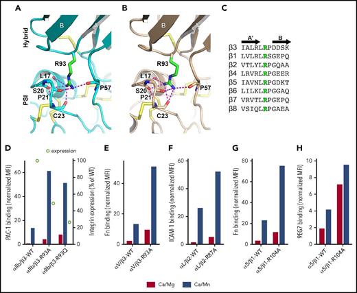 Figure 5. A conserved arginine at the hybrid-PSI interface. (A-B) The hybrid-PSI interface of bent (A) and extended (B) β3. Disulfide bonds are yellow sticks. Hydrogen bonds are dashed in magenta. (C) Sequence alignment of the hybrid domain A’B loop. (D-H) PAC-1, ICAM-1, fibronectin (Fn), or 9EG7 binding of the β3-R93 (D-E), β2-R87 (F), or β1-R104 (G-H) mutations coexpressed with αIIb (D), αV (E), αL (F), or α5 (G-H) integrin in HEK293FT cells. The binding was performed in the presence of 1 mM of Ca2+/Mg2+ (Ca/Mg) or 0.2 mM of Ca2+ plus 2 mM Mn2+ (Ca/Mn) and is presented as mean fluorescence intensity (MFI) normalized to integrin expression. One representative result is shown. WT, wild type.