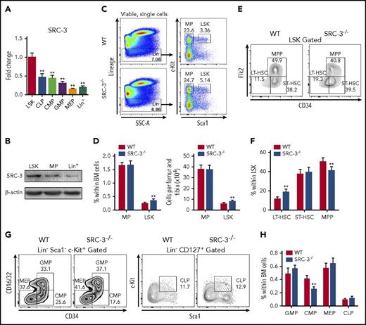 Figure 1. SRC-3 is highly expressed in HSCs and is involved in maintaining HSPC pool. (A) qPCR analysis of SRC-3 messenger RNA expression in LSKs, common lymphoid progenitors (CLPs), CMPs, granulocyte monocyte progenitors (GMPs), megakaryocyte erythroid progenitors (MEPs), and lineage+ (Lin+) cells (for gating strategies, see supplemental Figure 1A) from 8-week-old C57BL/6J mice (n = 3 mice). The relative expression of SRC-3 was compared with that in LSKs. (B) Western blot analysis of SRC-3 expression in LSKs, MPs, and Lin+ cells from 8-week-old C57BL/6J mice (n = 5 mice were pooled). (C) Representative flow cytometric plots show the frequency of Lin− cells, MPs, and LSKs in WT and SRC-3−/− BM. (D) The frequency (left) and absolute number (right) of MPs and LSKs in the BM of WT and SRC-3−/− mice (n = 8 mice per group). (E-F) Flow cytometric analysis of the frequency of LT-HSCs, short-term HSCs (ST-HSCs), and MPPs in the LSK compartments of WT and SRC-3−/− BM (n = 7 mice per group). (G-H) Flow cytometric analysis of the frequency of CMPs, GMPs, MEPs, and CLPs in the BM of WT and SRC-3−/− mice (n = 6 mice per group). **P < .01.