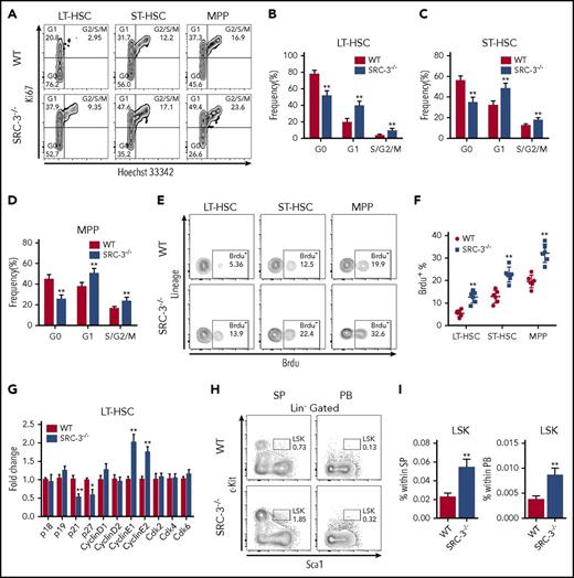 Figure 2. SRC-3 deficiency significantly reduces the quiescence and increases the proliferation of HSCs. (A) Representative flow cytometric plots to show the cell-cycle distribution of LSK subpopulations in the BM of WT and SRC-3−/− mice. (B-D) Cell-cycle analysis of (B) LT-HSCs, (C) ST-HSCs, and (D) MPPs in the BM of WT and SRC-3−/− mice (n = 8 mice per group). (E-F) Flow cytometric analysis of in vivo BrdU incorporation of LT-HSCs, ST-HSCs, and MPPs from WT or SRC-3−/− BM (n = 6 mice per group). (G) qPCR analysis of cyclin-dependent kinase (CDK) inhibitors, cyclins, and CDKs in purified WT and SRC-3−/− LT-HSCs (n = 3 mice per group). All values are presented relative to WT controls. (H-I) Flow cytometric analysis of the percentages of LSKs in spleen (SP) and peripheral blood (PB) from WT and SRC-3−/− mice (n = 5 mice per group). *P < .05, **P < .01.