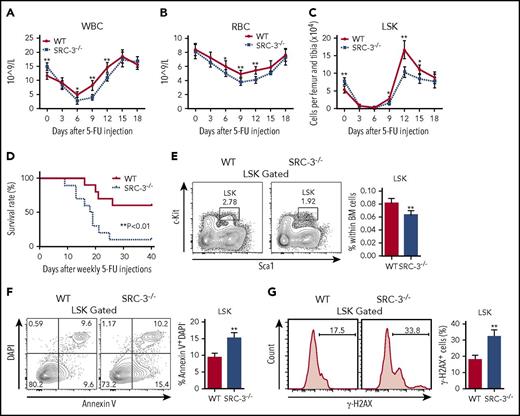 Figure 3. SRC-3−/− HSCs are highly sensitive to cytotoxic stress and irradiation. (A-C) Peripheral (A) white blood cells (WBC), (B) red blood cells (RBC), and (C) BM LSKs from WT and SRC-3−/− mice after injection with a single dose of 5-FU (n = 6 mice per group). (D) Survival after sequential 5-FU administration (n = 10 mice per group). (E) Distribution of LSKs in WT and SRC-3−/− BM 24 hours after 6.0 Gy total body irradiation (TBI) (n = 6 mice per group). (F) Flow cytometric analysis of the apoptosis of LSKs from the BM of WT and SRC-3−/− mice 12 hours after a dose of TBI (6.0 Gy) (n = 5 mice per group). (G) WT and SRC-3−/− mice were subjected to 2 Gy TBI (n = 5 mice per group). After 3 hours, DNA damage in LSKs was assessed by flow cytometry with γ-H2AXS139 staining. *P < .05, **P < .01. DAPI, 4′,6-diamidino-2-phenylindole.