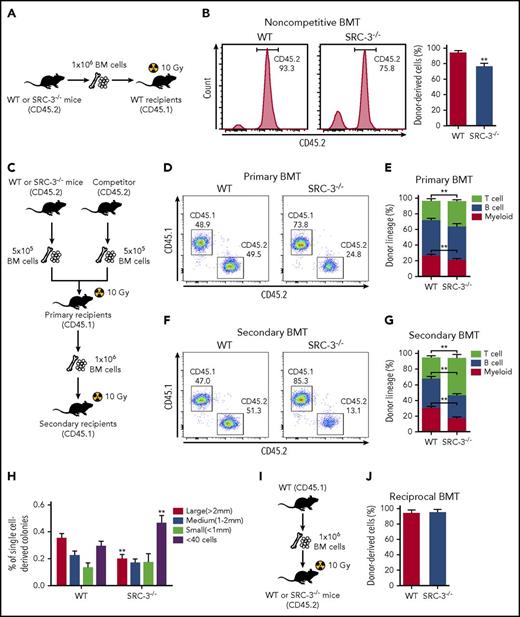 Figure 4. SRC-3−/− HSCs have intrinsically defective function in reconstitution. (A) Schematic of noncompetitive BMT. An amount of 1 × 106 BM cells (CD45.2) from WT or SRC-3−/− mice was transplanted into lethally irradiated (10 Gy) WT (CD45.1) -recipient mice. (B) Flow cytometric analysis of the frequency of donor-derived cells (CD45.2) in the PB of CD45.1-recipient mice at 16 weeks after BMT (n = 8 mice per group). (C) Schematic of competitive BMT. (D,F) Representative flow cytometric plots show donor chimerism in (D) primary and (F) secondary recipient mice at 16 weeks after BMT (n = 8 mice per group). (E,G) Lineage distribution of donor-derived (CD45.2) myeloid cells (Gr-1+ Mac-1+), B cells (B220+), and T cells (CD3e+) in the PB of (E) primary and (G) secondary recipient mice at 16 weeks after BMT (n = 8 mice per group). (H) Size distribution of 180 single-cell sorted WT and SRC-3−/− LT-HSC–derived colonies 14 days after methylcellulose culture (n = 4 mice per group). (I) Schematic of reciprocal BMT. (J) The frequency of donor-derived cells (CD45.1) in the PB of WT or SRC-3−/− (CD45.2) –recipient mice at 16 weeks after reciprocal BMT (n = 8 mice per group). **P < .01.