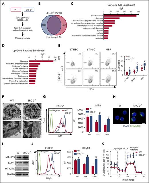 Figure 5. Loss of SRC-3 significantly increases mitochondrial biogenesis and metabolism in HSCs. (A) Workflow of the microarray analysis. (B) Transcriptomic profiling of LSKs from WT and SRC-3−/− BM. Red-colored box (left) shows the number of upregulated genes and blue-colored box (right) shows the number of downregulated genes. (C) GO enrichment analysis of upregulated genes in LSKs after SRC-3 knockout. Shown are the top 10 enriched (P < .05) GO terms. (D) KEGG pathway enrichment analysis of upregulated genes in LSKs after SRC-3 knockout. Shown are the top 10 enriched (P < .05) pathways. (A-D) Microarray data are obtained from 1 experiment with 2 biological replicates (pooled from 4 mice per group). (E) Forward-scatter (FSC-A)/side-scatter (SSC-A) analysis of LT-HSCs, ST-HSCs, and MPPs from WT or SRC-3−/− BM (n = 10 mice per group). (F) Representative TEM images of mitochondria in LSKs from WT and SRC-3−/− BM. (G) Mitochondrial mass in MPs, LSKs, and LT-HSCs from WT and SRC-3−/− BM detected by flow cytometry with MTG staining (n = 5 mice per group). MFI, mean fluorescence intensity. (H) Representative TOMM20 immunofluorescence staining in LSKs from WT and SRC-3−/− mice. Scale bar, 5 μm. (I) Western blot analysis of mtDNA-coded proteins (MT-ND3, COX1, and MT-ATP6) in WT and SRC-3−/− LSKs (n = 5 mice per group were pooled). (J) Mitochondrial membrane potential of MPs, LSKs, and LT-HSCs from WT and SRC-3−/− BM determined by flow cytometry with DilC1(5) staining (n = 5 mice per group). (K) Oxygen consumption rate (OCR) of LSKs obtained from WT and SRC-3−/− mice (n = 3 mice per group). *P < .05, **P < .01.