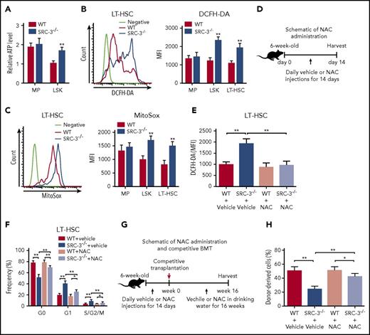Figure 6. SRC-3 deficiency leads to significantly increased ROS in HSCs, and clearance of ROS can partially rescues HSC defects in SRC-3−/− mice. (A) Relative ATP levels in MPs and LSKs from WT and SRC-3−/− BM (n = 5 mice per group). (B-C) Flow cytometric analysis of ROS levels by (B) dichlorodihydrofluorescein diacetate (DCFH-DA) and (C) MitoSox staining in MPs, LSKs, and LT-HSCs from the BM of WT and SRC-3−/− mice (n = 5 mice per group). (D) Schematic of NAC administration. (E-F) Flow cytometric analysis of the (E) ROS levels and (F) cell cycle of LT-HSCs from WT and SRC-3−/− mice after NAC administration (n = 6 mice per group). (G) Schematic of NAC administration and competitive BMT. WT and SRC-3−/− mice were injected daily with vehicle or NAC for 14 days. Then, 5 × 105 BM cells (CD45.2) from these WT or SRC-3−/− mice, together with 5 × 105 competitor BM cells (CD45.1), were transplanted into lethally irradiated (10 Gy) WT (CD45.1) -recipient mice. Vehicle or NAC was provided in drinking water for 16 weeks. (H) Flow cytometric analysis of the percentages of donor-derived cells (CD45.2) in the CD45.1 recipients’ PB 16 weeks after NAC administration and competitive BMT (n = 6 mice per group). *P < .05, **P < .01. FCCP, carbonyl cyanide-4 (trifluoromethoxy) phenylhydrazone.