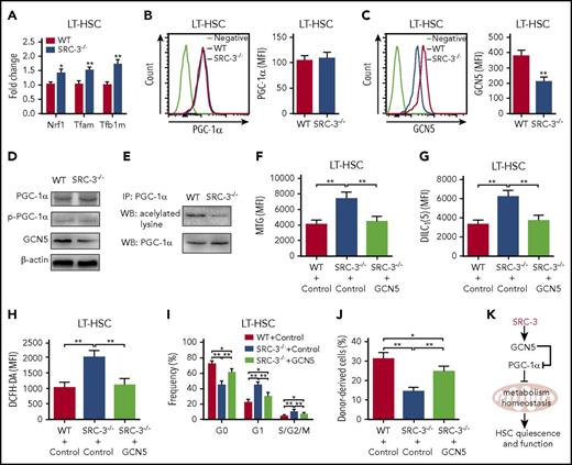 Figure 7. SRC-3 deficiency-induced GCN5 downregulation is responsible for the defective phenotype and function of HSCs. (A) Relative messenger RNA expression levels of Nrf-1, Tfam, and Tfb1m in LT-HSCs from WT and SRC-3−/− BM (n = 3 mice per group). All values are presented relative to WT controls. (B-C) Flow cytometric analysis of the MFI of (B) PGC-1α and (C) GCN5 in LT-HSCs from WT and SRC-3−/− BM (n = 5 mice per group). (D) Western blot analysis of PGC-1α, p-PGC-1α, and GCN5 in WT and SRC-3−/− LSKs (n = 5-6 mice per group were pooled). (E) Acetylation level of PGC-1α in WT and SRC-3−/− LSKs (n = 6 mice per group were pooled). IP, immunoprecipitation; WB, western blot. (F-J) WT or SRC-3−/− (CD45.2) LSKs (5 × 103) transduced with control or GCN5, together with 5 × 105 competitor BM cells (CD45.1), were transplanted into lethally irradiated (10 Gy) WT (CD45.1) recipients. Flow cytometric analysis of (F) mitochondrial mass, (G) mitochondrial membrane potential, (H) ROS levels, and (I) cell cycle in donor-derived (CD45.2) LT-HSCs in the CD45.1 recipients’ BM 16 weeks after transplantation (n = 6 mice per group). (J) The percentages of donor-derived cells (CD45.2) in the CD45.1 recipients’ PB 16 weeks after transplantation (n = 6 mice per group). *P < .05, **P < .01. (K) Schematic of proposed model demonstrating how SRC-3 regulates HSCs quiescence and function via its role on metabolism homeostasis.