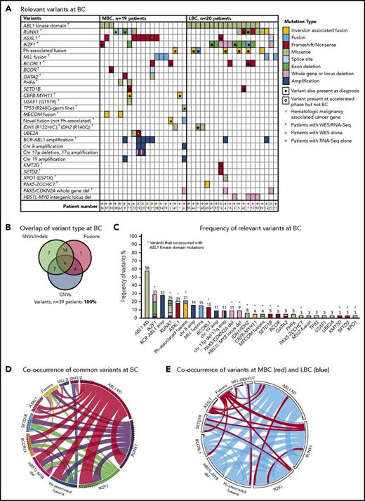 Figure 3. Relevant variants at BC for 39 patients. (A) Variants at BC. Recurrent CNVs are shown except for immunoglobulin and T-cell receptor deletions. (B) Overlap of variant type per patient at BC. (C) The percentage frequency of each mutated gene or locus is indicated above each column and calculated relative to the number of patients who underwent a particular form of sequencing or treatment (eg, the frequency of ABL1 mutations is calculated for the 33 patients who had received TKIs at the time of sequencing). Recurrent CNVs are graphed, except immunoglobulin and T-cell receptor deletions. IKZF1 and RUNX1 fusions and deletions are grouped with the other variants in these genes. The non–Ph-associated fusions are shown if 1 of the fusion partners was a known cancer gene. (D) Pairwise cooccurrence of variant types and genes. All genes that were mutated in ≥3 patients are included. The width of the ribbon correlates with the relative frequency of cooccurring mutated genes/variant type. Variants are arranged in clockwise order of frequency. Fusions where 1 of the partners was a cancer gene are grouped (fusions), except for MLL fusions (MLL-X). MLL fusions were the most frequent fusions and had few cooccurring variants, whereas ABL1 KD mutations and RUNX1 and IKZF1 variants had multiple cooccurring variants. The novel recurrently mutated gene SETD1B is shown for all patients with variants in this gene to show cooccurrence, although the variant was below the level of detection in 1 patient at BC. (E) The same plot is shown where the colors indicate cooccurring variants associated with myeloid BC (MBC) in red and LBC in blue, which reveals that cancer gene–associated fusions were rare in LBC, as were ASXL1 variants. The Ph-associated fusions were more frequently linked with LBC.