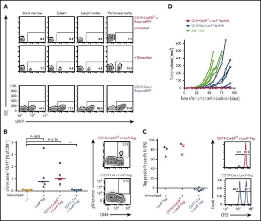 Figure 1. Characterization of oncogene-specific immunocompetence in nonviral B-cell lymphoma models. (A) Tissue-specific recombination pattern of CD19-CreERT2 and CD19-Cre mice. Three-month-old tamoxifen-treated (n = 3) or untreated (n = 3) CD19-CreERT2 × Rosa-tdRFP mice were analyzed for RFP expression in indicated tissues on day 15. CD19-Cre × Rosa-tdRFP mice (n = 5) were left untreated and analyzed at 6 weeks of age. Frequencies of RFP+ cells (gated on CD19+ lymphocytes) are indicated on representative flow cytometry plots. Lymph node samples include mesenteric, inguinal, and axillary lymph nodes. (B) TAg pIV–tetramer analysis. Ten- to 12-week-old LoxP-Tag (n = 5), CD19-CreERT2 × LoxP-Tag (n = 5), and CD19-Cre × LoxP-Tag (n = 5) mice were immunized IP with TAg+ tumor cells (16.113) and analyzed 1 week later for the presence of TAg-specific pIV-tetramer+ CD44+ CD8+ T cells in the spleen. Untreated wt mice (n = 5) served as negative control. Data summary (left panel) and representative FACS plots (right panel) are shown. Kruskal-Wallis test with Dunn’s post hoc test were performed. Adjusted P values are indicated. (C) In vivo cytotoxicity assay. Eight- to 10-week-old CD19-Cre × LoxP-Tag (n = 6), CD19-CreERT2 × LoxP-Tag (n = 3), and LoxP-Tag (n = 3) control littermates were immunized with TAg+ tumor cells (16.113) and challenged 1 week later with a mixture of TAg peptide IV loaded (CFSE low) and nonloaded target cells (CFSE high). The ratio of both populations was determined, and percentage of specific killing was calculated. Histograms gated on all CFSE+ cells are shown. Data are representative for 2 experiments. (D) Tumor rejection analysis. TAg+ cancer cells (1 × 106; 16.113) were injected SC into 10- to 11-week-old CD19-CreERT2 × LoxP-Tag (n = 6) and CD19-Cre × LoxP-Tag (n = 9) mice, and tumor growth was monitored. Immunodeficient Rag−/− mice (n = 5) served as positive controls. Indicated numbers represent mice with palpable tumor burden of total mice per group. Data are representative for 2 experiments.