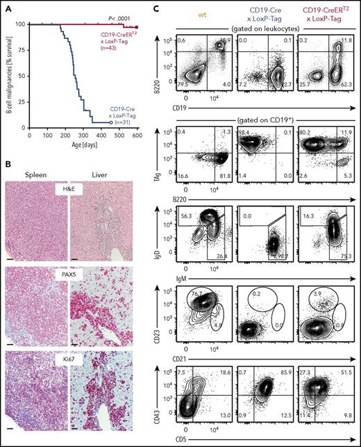 Figure 2. Rare development of B-cell lymphomas in CD19-CreERT2 × LoxP-Tag mice. (A) Kaplan-Meier survival graph of B-cell malignancies in CD19-Cre × LoxP-Tag and tamoxifen-treated CD19-CreERT2 × LoxP-Tag mice. Tamoxifen was given at 6 to 8.5 weeks of age. Mice euthanized because of formation of non-B-cell tumor entities (n = 12) or other signs of distress (n = 4) were censored. CD19-CreERT2 × LoxP-Tag mice were monitored until day 951, but no further B-cell tumor was detected. The log-rank test was performed. (B) Spleen and liver sections of tumor bearing CD19-Cre × LoxP-Tag (n = 12) and CD19-CreERT2 × LoxP-Tag mice (n = 2) were stained for hematoxylin and eosin (H&E), PAX5, and Ki67. Shown are sections of 1 representative mouse. Bars represent 50 µm. (C) Splenocytes of tumor-bearing CD19-Cre × LoxP-Tag (n = 12) and CD19-CreERT2 × LoxP-Tag mice (n = 3) or wt control (n = 1) were analyzed by flow cytometry for B-cell linage markers and TAg expression. FACS plots of representative mice are depicted.