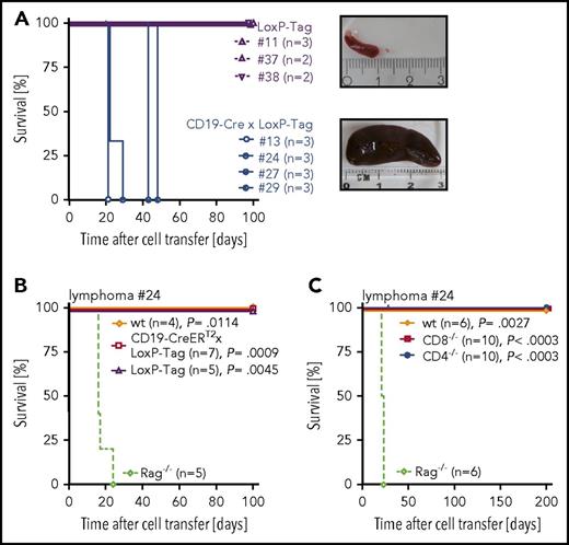 Figure 3. Transplanted TAg+ B cells are tumorigenic and immunogenic. (A) Splenocytes (1 × 106) of lymphoma bearing CD19-Cre × LoxP-Tag mice (n = 4) or age-matched tumor free LoxP-Tag control littermates (n = 3) were injected IV into Rag2−/− × γc−/− mice. Recipient mice were euthanized when lymphoma burden was palpable. Tumor burden manifested mainly as splenomegaly, depicted as exemplary images of a lymphoma-free (upper panel) and lymphoma-bearing (lower panel) Rag2−/− × γc−/− recipient. (B-C) Splenocytes (1 × 106) of Rag passaged lymphoma cells were injected IV into indicated recipient mice. Recipient mice were euthanized when tumor burden was palpable. Shown are combined data of 2 independent experiments for 1 out of 2 representative lymphomas (#24) isolated from CD19-Cre × LoxP-Tag mice. The log-rank test and Bonferroni post hoc test were performed. Adjusted P values are indicated.
