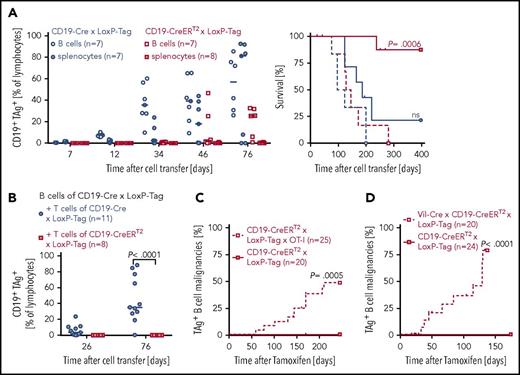 Figure 4. Outgrowth of TAg+ B-cell lymphomas in the absence of TAg-competent T cells. (A) B cells (open symbols) or splenocytes (closed symbols) of CD19-CreERT2 × LoxP-Tag and CD19-Cre × LoxP-Tag mice were transferred IV into Rag−/− mice. Each recipient obtained 1 × 107 B cells. To deplete residual T cells, α-Thy1.2 antibodies or isotype control was injected twice (day 0 and day 5). Tamoxifen was applied on days 1 to 5 after transfer. Blood samples were stained for TAg expression (left), and mice with palpable lymphoma burden were euthanized and presented as Kaplan-Meier survival graph (right). Mice showing TAg-unrelated signs of distress were censored. The log-rank test and Bonferroni post hoc test were performed. Adjusted P values are indicated. (B) B cells (1 × 107) of CD19-Cre × LoxP-Tag mice were transferred IV into Rag−/− recipients. Splenocytes of TAg-competent CD19-CreERT2 × LoxP-Tag or TAg-tolerant CD19-Cre × LoxP-Tag mice were depleted for B cells and injected into the contralateral tail vein (5 × 106 CD8+ T cells and 6-10 × 106 CD4+ T cells). Blood samples were stained for TAg+ B cells to monitor lymphoma formation. Two-tailed Mann-Whitney U test was applied. Kaplan-Meier survival graph of tamoxifen-treated CD19-CreERT2 × LoxP-Tag × OT-I and CD19-CreERT2 × LoxP-Tag mice (10/20 cohoused control littermates, 10/20 separate breeding) (C) and Vil-Cre × CD19-CreERT2 × LoxP-Tag mice and cohoused CD19-CreERT2 × LoxP-Tag control littermates (D). Tamoxifen was given at 6 to 10 weeks of age. Censored mice were euthanized because of formation of other tumor entities or other signs of distress. The log-rank test was performed.