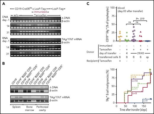 Figure 6. TAg-specific T cells fail to eradicate lymphoma-initiating cells. (A) Nine- to 11-week-old CD19-CreERT2 × LoxP-Tag mice were tamoxifen treated (n = 5) or left untreated (n = 3). One group was immunized IP with 1 × 107 TAg+ cancer cells on day −7 and subsequently tamoxifen treated (n = 5). LoxP-Tag control littermates were also tamoxifen treated (n = 4). Tamoxifen was applied on days 0-4. PCRs specific for the Cre-mediated deletion and TAg RNA expression were performed from total blood cells. PCR for β-actin served as control. Data are representative for 2 independent experiments. (B) Twelve-week-old CD19-CreERT2 × LoxP-Tag mice were tamoxifen treated (day 0-4), and indicated organs were FACS sorted for CD19−, CD19+B220+CD5−, and CD19+B220lowCD5+ cells on days 30 to 49. Cell numbers differed between 6000 and 100 000 cells. PCRs specific for the Cre-mediated deletion and TAg RNA expression were performed. Representative data for n = 3. (C) B cells (B) or splenocytes (sp) of CD19-CreERT2 × LoxP-Tag mice were isolated shortly after (day 4) or long after (days 29-43) tamoxifen treatment (days 0-4, 7- to 10-week-old mice) and injected into Rag−/− mice. Each mouse received 1 × 107 B cells. One group was immunized with 1 × 107 TAg+ tumor cells 1 week prior to tamoxifen treatment (day −7, symbols in red). One group received tamoxifen after transfer in the recipient host. Shown are combined data of 2 independent experiments. Outgrowth of TAg+ B cells was analyzed in blood 83 days after transfer (upper graph). Kruskal-Wallis test and Dunn’s post hoc test were performed; adjusted P values are indicated. Mice with >1% TAg+ CD19+ cells in blood or spleen were considered lymphoma bearing, and lymphoma onset is depicted as Kaplan-Meier graph. Censored mice were euthanized because of other signs of distress.