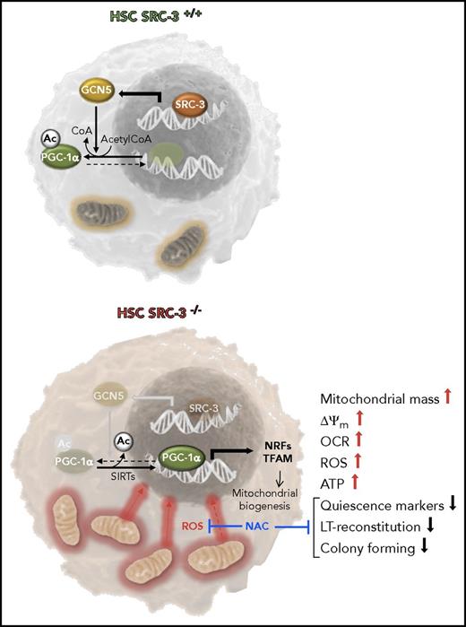 Function of the SRC-3 pathway in HSCs. SRC-3 is shown bound to the promoter region of the gene coding the acetyltransferase GCN5 in WT HSCs. CGN5 contributes to acetylate PGC-1α, thus inhibiting its cotranscriptional activity. This results in repression of the mitochondrial oxidative metabolism and maintenance of the quiescent state in HSCs. In SRC-3−/− HSCs, the deacetylation state of PGC-1α is shown to prevail because of the noncounteracted activity of sirtuins (SIRTs). In this state, PGC-1α can exert its transcriptional activity upregulating the expression of genes involved in mitochondrial biogenesis. This results in increased mass of mitochondria and mtDNA copy number, higher ΔΨm, and enhanced OCR, ROS generation, and ATP production. The phenotype of SRC-3−/− HSCs is characterized by loss of quiescence and lower long-term (LT) reconstitution capacity. These latter features in SRC-3−/− HSCs are prevented by treatment with the antioxidant N-acetyl cysteine (NAC) suggesting the involvement of ROS-mediated signaling. NRFs, nuclear respiratory factors; TFAM, mitochondrial transcription factor A.