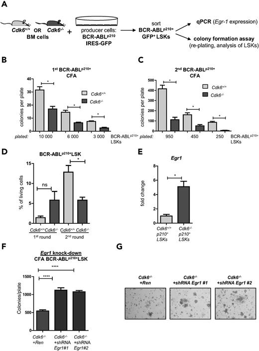 Figure 7. CDK6 influences (re-)plating capacities of BCR-ABLp210+ LSKs in vitro. (A) Experimental setup. Cdk6+/+ and Cdk6−/− BM cells were cocultivated on BCR-ABLp210 producer cells for 48 hours, sorted by high-purity FACS, and either subjected to colony formation assays (CFA) (B-D) or analyzed by qPCR (E). (B) Three different cell numbers of BCR-ABLp210+ LSKs were seeded and colony numbers were counted 8 days after coculture (technical duplicates; *P < .05). (C) All colonies were harvested and reseeded to a second round of replating. Colonies were counted after 8 days (technical duplicates; *P < .05). (D) After each round, colonies were harvested and analyzed by FACS for the presence of remaining BCR-ABLp210+ LSKs (*P < .05). (E) BCR-ABLp210+ LSKs were sorted by FACS and Egr1 expression was analyzed by qPCR (BM cells of 3 individual mice per genotype were pooled; qPCR was performed in technical triplicates; *P < .05). (F) Knockdown constructs Egr1 #1 and Egr1 #2 or a control vector targeting Renilla were introduced into Cdk6−/− BCR-ABLp210+ LSKs and subjected to colony formation. Colonies were again counted 8 days after seeding (****P < .0001). (G) Representative pictures of colonies on day 8 (magnification: ×4).