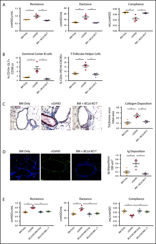 BCL6 expression in donor T and B cells is necessary for development of BO cGVHD. B10.BR mice were conditioned with cyclophosphamide (120 mg/kg per day intraperitoneally) on days −3 and −2, and with irradiation (8.3 Gy by radiograph) on day −1 before transplantation. On day 0, mice were transplanted with either TCD B6 BM (BM only) or B6 TCD BM with purified B6 T cells (cGVHD) to establish cGVHD. (A-C) An additional group received TCD BM with BCL6 KO T. (A) Pulmonary function tests, measuring airway resistance, total lung elastance, and compliance were performed on day 56 after transplant. Mice receiving BCL6 KO T cells did not develop pulmonary dysfunction like that of the cGVHD controls. (B) Frequency of splenic GC B cells and TFH cells were analyzed by flow cytometry on day 56 posttransplant. GC B cells and TFH cell frequencies were decreased in the mice that received the BCL6 KO T cells. (C) Collagen deposition as identified by trichrome staining (original magnification ×20) of lung sections harvested day 56 posttransplant. Mice that received KO T cells had reduced collagen deposition in their lungs. (D) Immunoglobulin G (IgG) deposition in lungs of mice that received BCL6 KO T cells was significantly reduced (IgG in Fitc and Dapi; original magnification ×20). (E-H) Transplant was performed as described above with the addition of mice that received either TCD, BCL6fl/fl × CD19-Cre BM (BCL6 KO BM) alone or with purified B6 T cells. cGVHD was assessed as above. (E) Mice that received BCL6 KO BM with WT T cells did not develop pulmonary dysfunction. (F) Frequency of TFH and GC B cells from spleens of mice that received BCL6 KO BM with WT T cells was reduced. (G) Collagen deposition in the lung was decreased in mice that received the BCL6 KO BM with WT T cells (Masson‘s trichrome stain; original magnification ×20). (H) Deposition of IgG in lungs (IgG in Fitc and Dapi; original magnification ×20). Data from 1 experiment with 4 to 6 mice per group. An unpaired Student t test was used when comparing 2 groups. Error bars indicate standard error of the mean (SEM). Significance: *P < .05; **P < .01; ***P < .001.