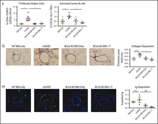 BCL6 expression in donor T and B cells is necessary for development of BO cGVHD. B10.BR mice were conditioned with cyclophosphamide (120 mg/kg per day intraperitoneally) on days −3 and −2, and with irradiation (8.3 Gy by radiograph) on day −1 before transplantation. On day 0, mice were transplanted with either TCD B6 BM (BM only) or B6 TCD BM with purified B6 T cells (cGVHD) to establish cGVHD. (A-C) An additional group received TCD BM with BCL6 KO T. (A) Pulmonary function tests, measuring airway resistance, total lung elastance, and compliance were performed on day 56 after transplant. Mice receiving BCL6 KO T cells did not develop pulmonary dysfunction like that of the cGVHD controls. (B) Frequency of splenic GC B cells and TFH cells were analyzed by flow cytometry on day 56 posttransplant. GC B cells and TFH cell frequencies were decreased in the mice that received the BCL6 KO T cells. (C) Collagen deposition as identified by trichrome staining (original magnification ×20) of lung sections harvested day 56 posttransplant. Mice that received KO T cells had reduced collagen deposition in their lungs. (D) Immunoglobulin G (IgG) deposition in lungs of mice that received BCL6 KO T cells was significantly reduced (IgG in Fitc and Dapi; original magnification ×20). (E-H) Transplant was performed as described above with the addition of mice that received either TCD, BCL6fl/fl × CD19-Cre BM (BCL6 KO BM) alone or with purified B6 T cells. cGVHD was assessed as above. (E) Mice that received BCL6 KO BM with WT T cells did not develop pulmonary dysfunction. (F) Frequency of TFH and GC B cells from spleens of mice that received BCL6 KO BM with WT T cells was reduced. (G) Collagen deposition in the lung was decreased in mice that received the BCL6 KO BM with WT T cells (Masson‘s trichrome stain; original magnification ×20). (H) Deposition of IgG in lungs (IgG in Fitc and Dapi; original magnification ×20). Data from 1 experiment with 4 to 6 mice per group. An unpaired Student t test was used when comparing 2 groups. Error bars indicate standard error of the mean (SEM). Significance: *P < .05; **P < .01; ***P < .001.