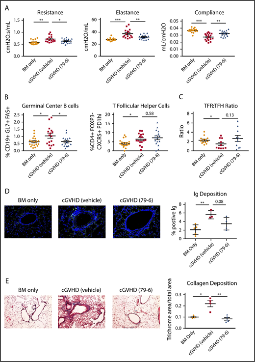 Inhibition of BCL6 corepression activity can treat established BO cGVHD not sclerodermatous cGVHD. (A-E) BO cGVHD was established and assessed as described above. On days 28 to 56, mice were treated with vehicle or 50 mg/kg 79-6. (A) Pulmonary function test results demonstrate that 79-6 is able to improve pulmonary function compared with cGVHD control. (B-C) Frequency of GC B cells not TFH is decreased in mice treated with 79-6. (D) Immunoglobulin deposition in the lung had a trend toward being decreased (IgG in Fitc and Dapi; original magnification ×20). (E) Collagen deposition in the lung was reduced with 79-6 treatment (Masson's trichrome stain; original magnification ×20). (F) Histopathology scores of hemotoxylin and eosin–stained tissue sections demonstrated that 79-6 did not improve organ damage in liver and colon. (A-B) Data are pooled from 3 experiments, 4 to 7 mice per group per experiment. (C) Pooled from 2 experiments, 5 to 8 mice per group per experiment. (D-F) Representative from 1 experiment, 3 to 5 mice per group. (G-I) Sclerodermatous cGVHD was induced in Balb/c recipients treated on day 21 with irradiation (7 Gy by radiograph) and infusion of B10.D2 BM alone (BM only) or with B10.D2 purified T cells (scleroderma). With the appearance of significant difference in skin scores (∼day 21), mice began treatment with 50 mg/kg 79-6. (G) Analysis of frequency of GC B cells in spleens taken day 50 after transplant. Frequency of GC B cells in scleroderma mice demonstrates that the GC center is not a significant contributor to this disease. (H) Skin scores were determined twice weekly as described.18 Treatment with 79-6 was unable to improve skin manifestations of disease. (I) Cytokine analysis from pooled (2 mice per sample) lymph node harvested at day 50 after transplant. Cells were stimulated with phorbol myristate acetate (PMA)/ionomycin for 5 hours and then stained. 79-6 treatment did not change the frequencies of IL-17A+ or IFNg+ CD4+ cells from that of scleroderma controls. (G-I) Data are pooled from 2 experiments, 7 to 10 mice per group per experiment. The unpaired Student t test was used when comparing 2 groups. Error bars indicate SEM. Significance: *P < .05; **P < .01; ***P < .001.