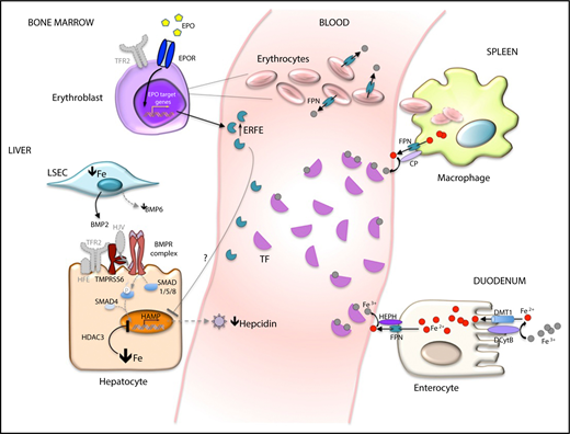 Figure 1. Mechanisms of hepcidin inhibition in iron deficiency anemia. Main cells/organs involved in hepcidin (HAMP) inhibition in iron deficiency are illustrated. In the hepatocytes, bone morphogenic protein (BMP)-SMAD signaling, the main activator of hepcidin, is low because low levels of BMP6 are produced by liver sinusoidal endothelial cells (L-SEC), the BMP coreceptor hemojuvelin (HJV) is cleaved from the hepatocyte surface by the transmembrane serine protease 6 (TMPRSS6), and the second transferrin receptor (TFR2) is not stabilized on the cell surface in the absence of the ligand diferric transferrin (TF). Low hepcidin levels increase iron absorption by enterocytes and recycling by macrophages through increased activity of the iron exporter FPN. In mild iron deficiency in the absence of hypoxia, increased EPO sensitivity is due to the loss of TFR2 on erythroblast surfaces. Histone deacetylase 3 (HIDAC3) participates in hepcidin suppression by erasing markers of activation at the hepcidin locus. In iron deficiency anemia, hypoxia increases EPO. Increased ERFE fully blocks the hepcidin pathway, although the molecular mechanism of hepcidin inhibition by ERFE remains unknown (?). BMPR, BMP receptor; CP, ceruloplasmin; DCYTB, duodenal cytochrome B; DMT1, divalent metal transporter 1; EPOR, EPO receptor; HEPH, hephestin.