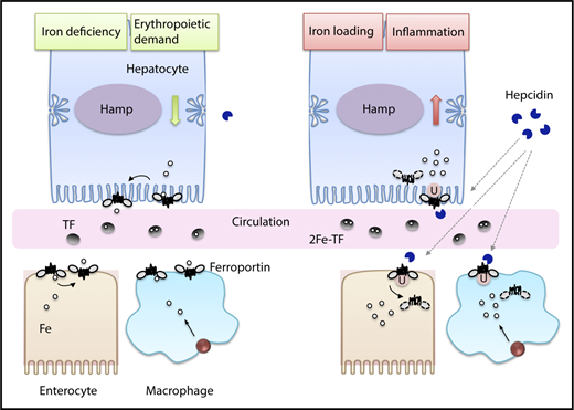 Figure 1. Systemic iron homeostasis regulation by hepcidin and ferroportin. Hepcidin and ferroportin control iron entry into the circulation from dietary sources and body stores to maintain systemic iron homeostasis. Iron deficiency and erythropoietic demand suppress hepcidin production by hepatocytes (left). In the absence of hepcidin, ferroportin is stabilized on the basolateral surface of duodenal enterocytes, iron-recycling macrophages, and hepatocytes, where it transports iron (Fe) from the intracellular space to the plasma for loading onto transferrin (TF) and delivery to red blood cells and other tissues. Iron loading and inflammation stimulate hepatocyte hepcidin production and secretion into the circulation, where it binds to ferroportin to cause its ubiquitination (U), endocytosis, and degradation (right). Hepcidin binding also interferes with ferroportin export activity independent of endocytosis. Hepcidin thereby limits iron overload and sequesters iron from invading pathogens.